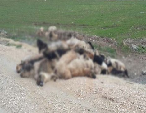 Bursa'da köpek katliamı! Tam 84 köpek...