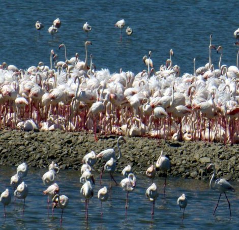 İzmir Kuş Cenneti'ndeki flamingolar