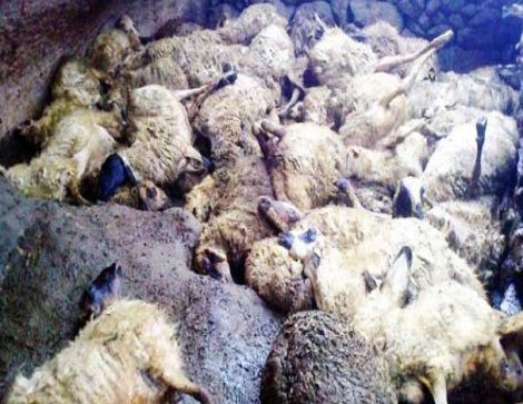 Köpekler ağıla daldı, 91 koyun telef oldu