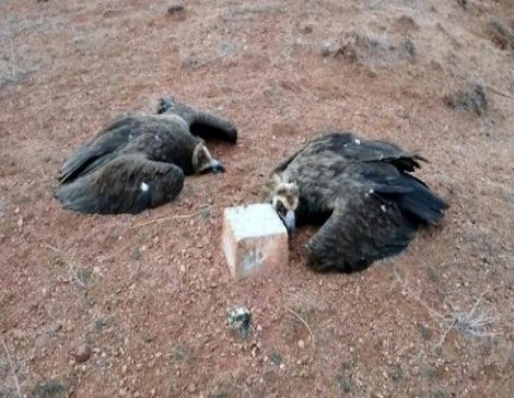 Kuş Cennetinde Akbaba Katliamı