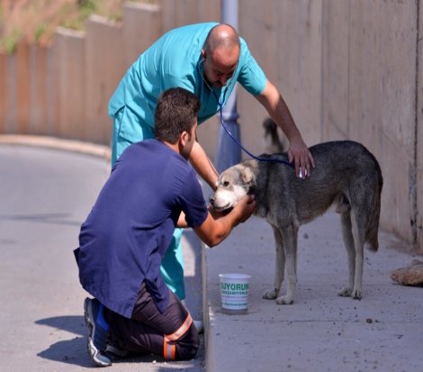 Maltepe Belediyesi sıcaktan bunalan dostlarının yardımına koştu