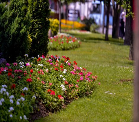 Maltepe çiçek açtı