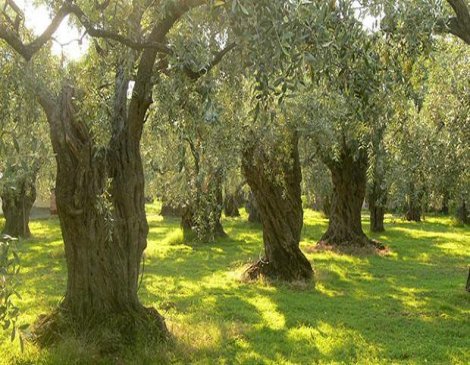 Nükleer santral için zeytinlik kanunu bekleniyor