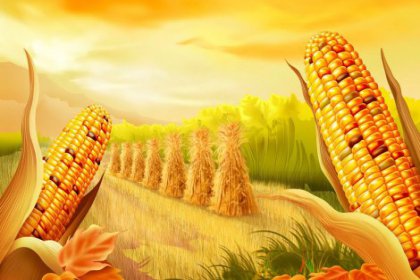 5 ilde mısır ekimi yasaklandı