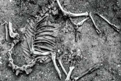 Avusturya'da Osmanlı'dan kalma deve iskeleti bulundu