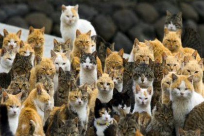 230 bin euroluk evini sokak kedilerine bıraktı
