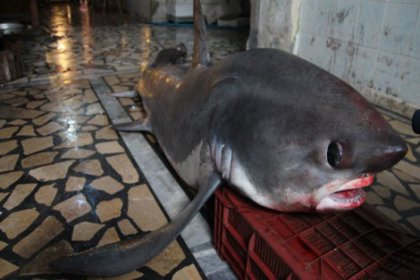 4 metrelik testere kuyruklu köpek balığı yakalandı