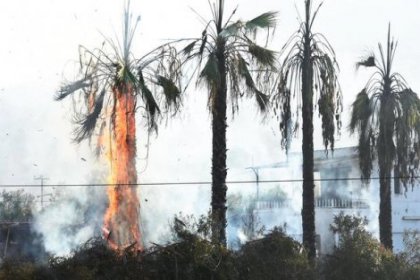 Bahçedeki palmiye ağaçlarını ateşe verdiler