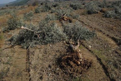 Bir grup Yırcalı'dan termik santral imzası