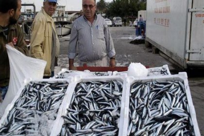 Hamsiden sevindiren haber