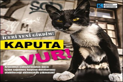 Kadıköy'de sokak hayvanları unutulmadı