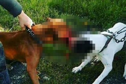 Kedi ve köpeklere 'Pitbull'lu işkenceye rekor ceza