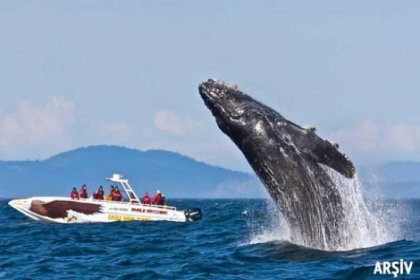 Meksika'nın tatil kenti Cabo San Lucas'ta bir balina tur teknesinin üzerine atladı