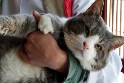 'Obez kedi' diyetle 4 ayda 5,5 kilogram verdi