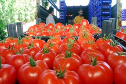 Rusya 25 ton domatesi Türkiye'ye geri gönderdi
