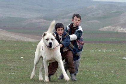 Türkiye'nin Oscar adayı belli oldu