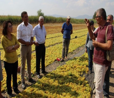 CHP’li Orhan Sarıbal’dan üzüm raporu!