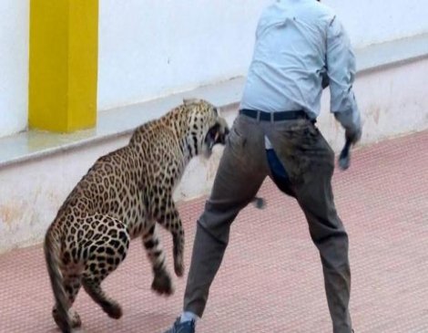 Leopar okula girdi, altı kişiyi yaraladı