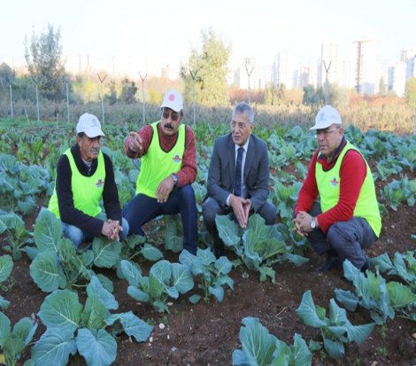 Mezitli'de 'Doğal Tohumlar' üretiliyor
