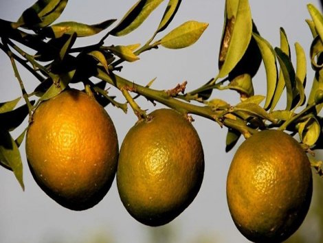 Rusya, Türkiye'den giden 49 ton mandalinayı ülkeye sokmadı
