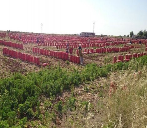 Soğan fiyatlarının düşüşü sıkıntı yarattı