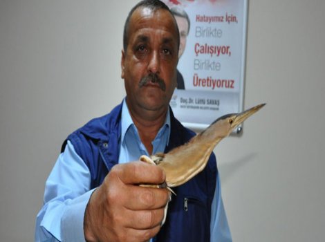 Yaralı Hint gölet balıkçıl kuşu bulundu