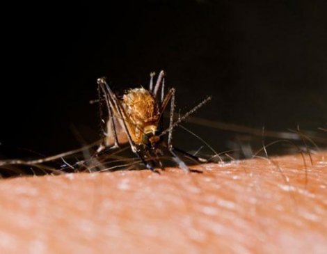 'Zika’yı bulaştıran Aedes cinsi Türkiye'de var'