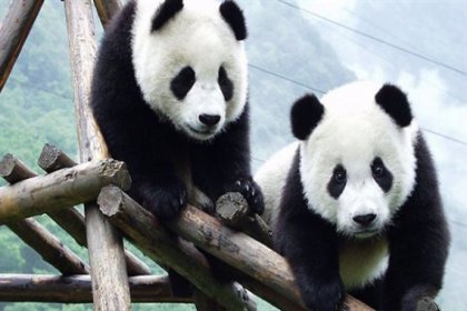 Dev pandalar 'Nesli tükenmekte olan hayvanlar' listesinden çıkarıldı