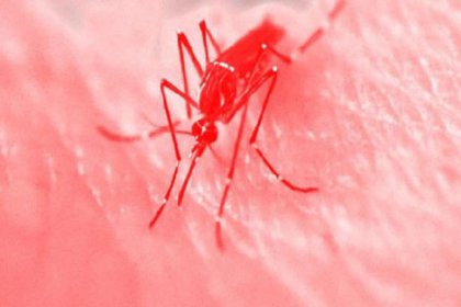 Dünya Sağlık Örgütü'nden çarpıcı 'Zika' açıklaması