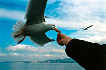 Martıya simit atarken denize düştü