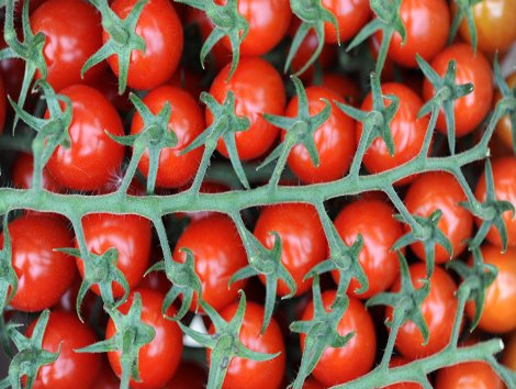 Bakanlık, 'Rusya'dan domates izni için et şartı' haberini yalanladı
