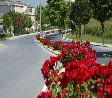 Güller Beylikdüzü'nü şenlendirdi