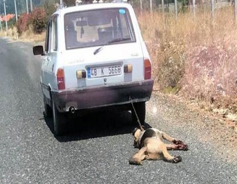 Köpeğini aracının arkasına bağlayarak sürükleyen kişiye sadece 300 lira ceza!