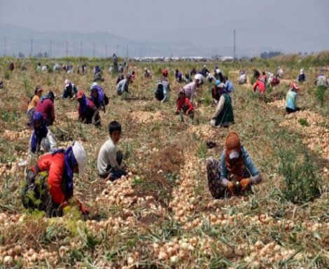 'Mevsimlik tarım işçileri her türlü ırkçı ve sınıfsal aşağılanmanın kurbanı oluyor'