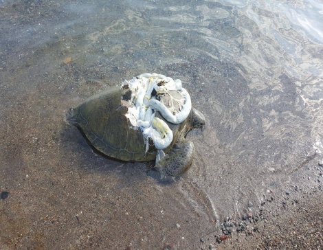 Ölü Caretta Caretta kıyıya vurdu