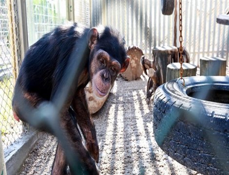 Turistleri ısırmasın diye dişleri sökülen şempanze koruma altına alındı