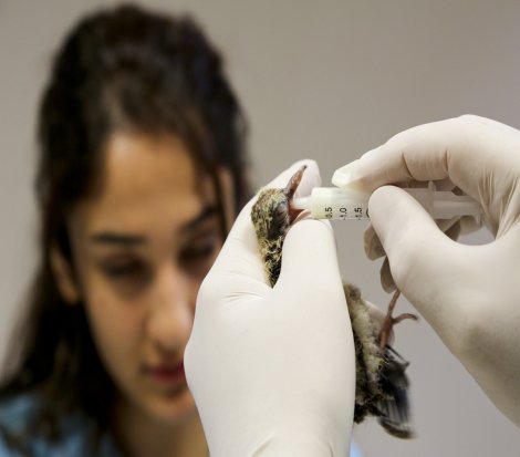 Yavru kumrulara Maltepe Belediyesi sahip çıktı