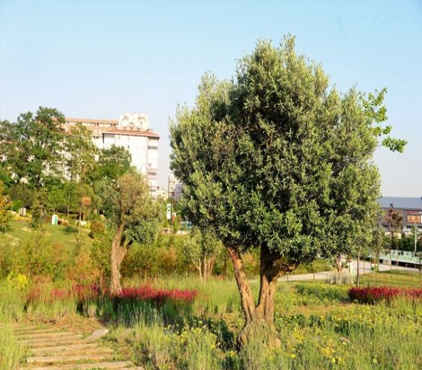 Zeytin ağaçları Beylikdüzü'nde yaşamaya devam ediyor