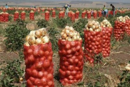 Ankara Polatlı'da çiftçiler ürettikleri soğanı satamadı