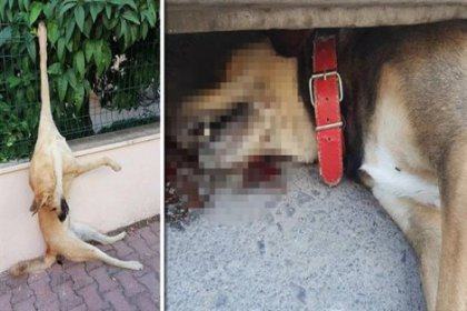Antalya'da hayvanlara yönelik seri işkence!