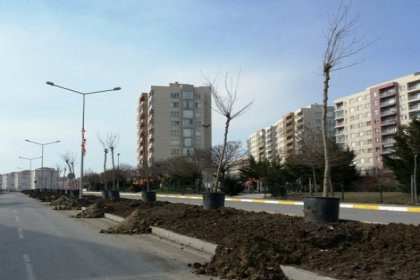 Beylikdüzü’nde, caddeler, bulvarlar, refüjler ağaçlandırılıyor