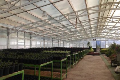 Bitkiler toprakla buluşmaya hazırlanıyor