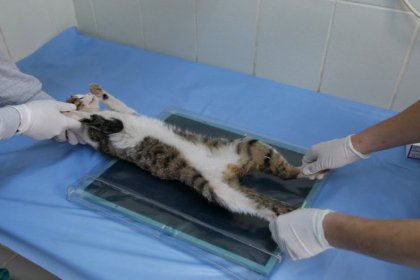 Büyükçekmece Belediyesi, sahipsiz hayvanlara şifa dağıtıyor