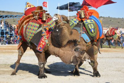 Dikili'de deve güreşleri nefesleri kesti