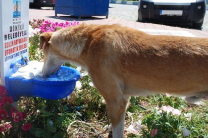 Dikili’de sokak hayvanlarına şefkat eli