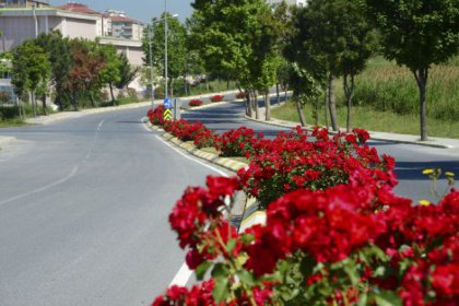 Güller Beylikdüzü'nü şenlendirdi