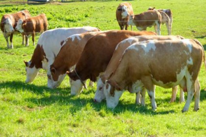 Kurban Bayramı hazırlıkları başladı