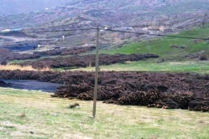 Mardin'de binlerce ağaç 'güvenlik' gerekçesiyle kesiliyor