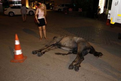 Sıcakta susuz çalıştırılan at öldü, faytoncu kaçtı!