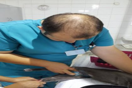 Sokak hayvanına tümör ameliyatı